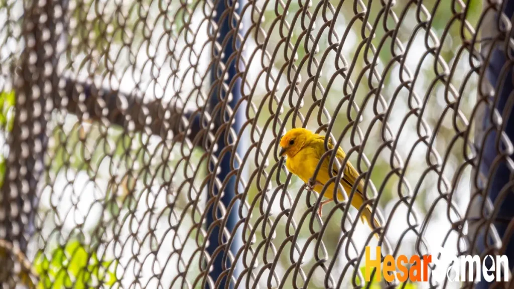 فنس باغی ارزان